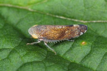 Fieberiella septemtrionalis from the family Cicadellidae on leaf.