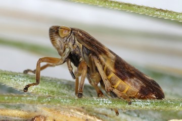 Philaenus spumarius, the meadow froghopper or meadow spittlebug from the family Aphrophoridae on...