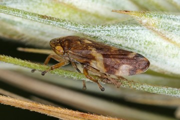 Philaenus spumarius, the meadow froghopper or meadow spittlebug from the family Aphrophoridae on...