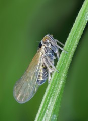 Male of Javesella pellucida is a planthopper from the family Delphacidae on leaf of grass