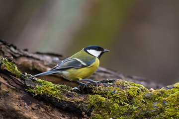 Wildlife photo - great tit standing on old wood in deep forest, Slovakia, Europe