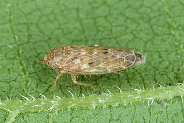 Euscelis distinguendus from the family Cicadellidae on leaf