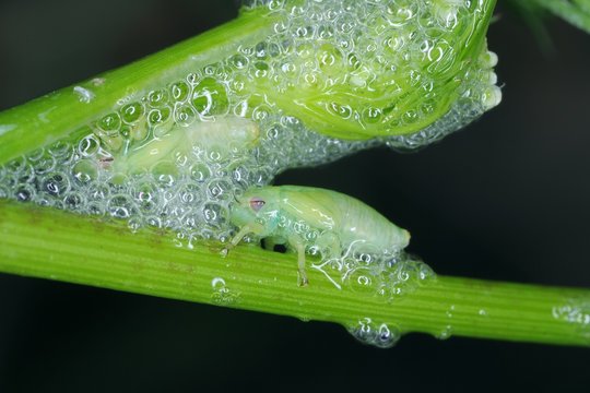 The nymph, larva of Philaenus spumarius, the meadow froghopper or meadow spittlebug from the family Aphrophoridae
