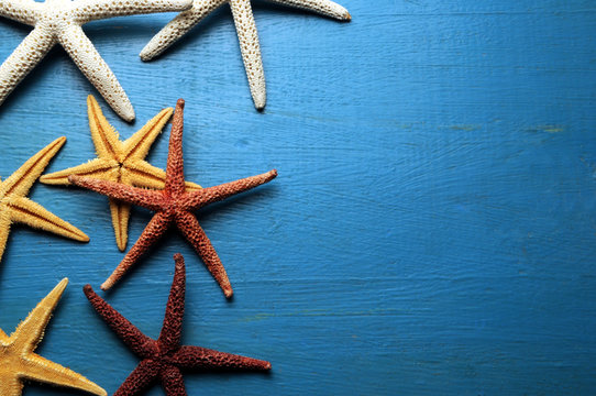 Asteroidea Sao biển &Eacute;toile de mer Stelle marine Seesterne Estrellas de mar Starfish S&oslash;stjerner Rozgwiazdy Zeesterren Estrela-do-mar Sj&ouml;stj&auml;rnor Морские звёзды Merit&auml;hdet Zvjezdače 