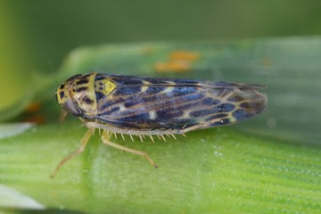 Lamprotettix nitidulus a leafhopper from the family Cicadellidae on a leaf of grass.