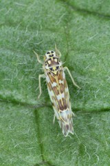 Eupteryx from the family Cicadellidae on leaf of herb