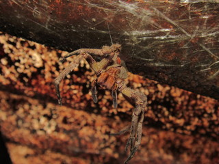 Aranha camuflada
