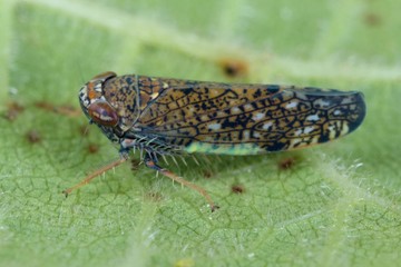 Orientus ishidae common name Japanese leafhopper or Mosaic leafhopper is a insect from the family...