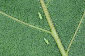 The nymph, larva of Empoasca vitis from the family Cicadellidae on leaf on Vitis