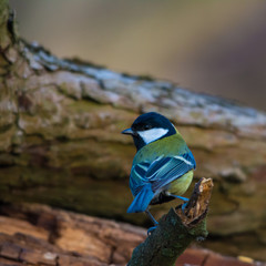 Wildlife photo - great tit standing on old wood in deep forest, Slovakia, Europe