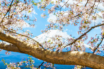 The Mount Fuji.Foreground is a cherry blossoms.The shooting location is Fujiyoshida City, Yamanashi Prefecture, Japan.