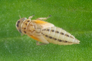 Larva, nymph of Balclutha punctata leafhopper from the family Cicadellidae on a leaf of grass.