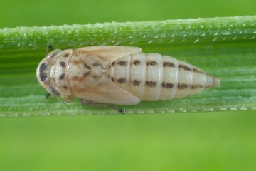 Larva, nymph of Balclutha punctata leafhopper from the family Cicadellidae on a leaf of grass