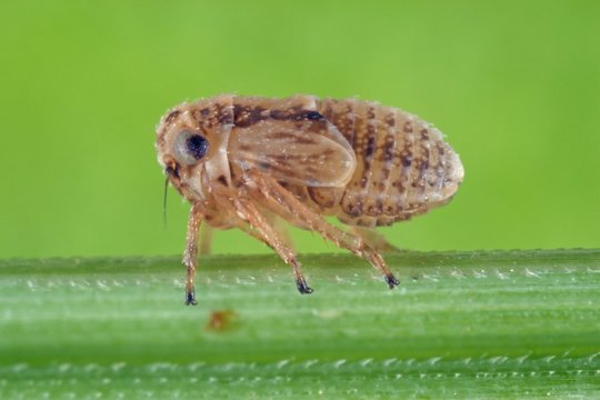 The nymph, larva of Anaceratagalia planthopper from the family Delphacidae on leaf of grass