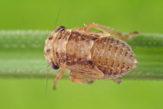 The nymph, larva of Anaceratagalia planthopper from the family Delphacidae on leaf of grass