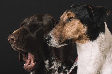 Yawning dog. Two cute sleepy dog at home.