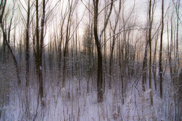 winter gloomy day, in the forest there are a lot of trees, blur - artistic reception