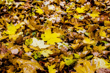golden autumn, on the ground lie the yellow and orange leaves of the maple