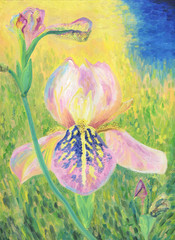 Fototapeta na wymiar Flower of iris. Spring sunny day. Oil Painting on Canvas