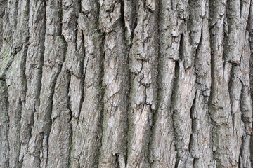 wooden background