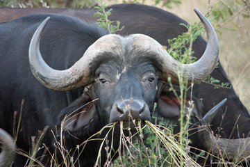 African Buffalo eating
