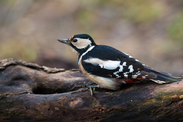 wildlife photo - great spotted woodpecker standing on old wood with moss in deep forest, Slovakia, Europe