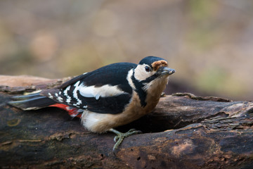 wildlife photo - great spotted woodpecker standing on old wood with moss in deep forest, Slovakia, Europe