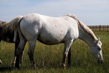 Obraz na płótnie Canvas caballo ; yegua