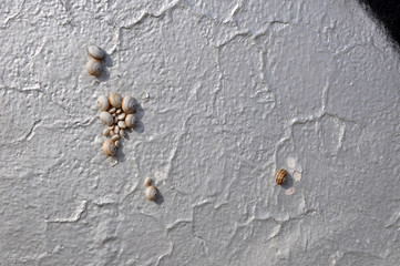 snails on the wall