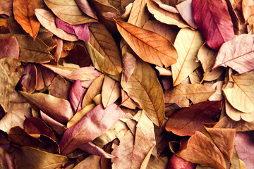 Gold autumn leaves color ultraviolet
