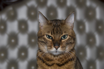 cat, animal, kitten, pet, cute, feline, eyes, domestic, portrait, tabby, kitty, fur, face, eye, pets, gray, whiskers, young, mammal, white, adorable, grey, nature, small, head