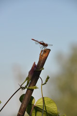 insect, nature, dragonfly, macro, green, animal, bug, wildlife, branch, spring, leaf, wing, tree, fly, grasshopper, wild, bird, closeup, wings, sitting, flower, close-up, summer, butterfly
