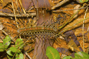 Long legged centipede, Scutigera coleoptrata. Pondicherry, Tamil Nadu