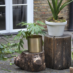 the Indoor plants stand on the stumps on the street for sale