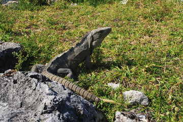 Wild iguana sitting on the grass