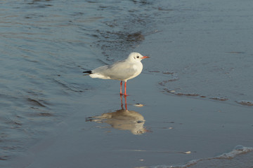 Seagull with mirrored view in water on the Sopot beach.