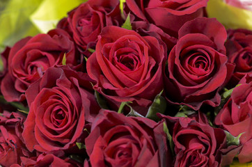 red roses
