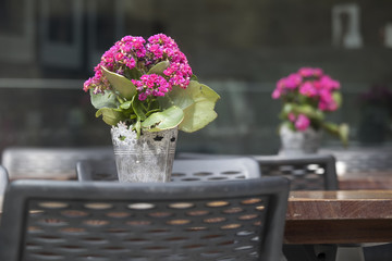 the crimson kalanchoe in a pot on the table as a table decoration in a street cafe