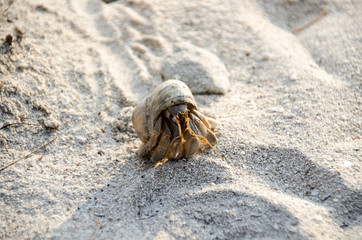 Hermit crab with out shell(lat. Paguroidea) Hermit crab (lat. Paguroidea) runs on the sand with direct sunrise at the lipe. Thailand