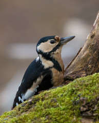 wildlife photo - great spotted woodpecker standing on old wood with moss in deep forest, Slovakia, Europe
