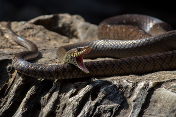 Fierce Snake
