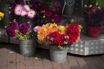 the Bordeaux, yellow, orange dahlias in buckets for sale in a street flower stall