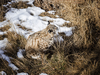 Lynx