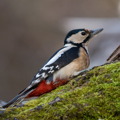 wildlife photo - great spotted woodpecker standing on old wood with moss in deep forest, Slovakia, Europe