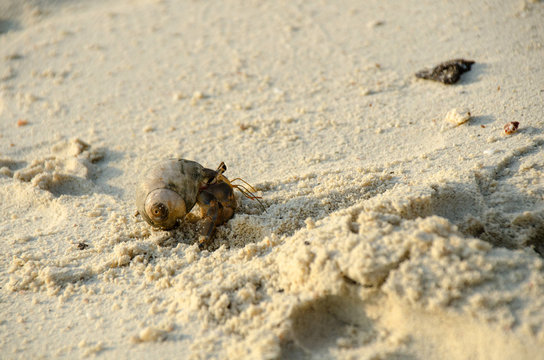 Hermit crab with out shell(lat. Paguroidea) Hermit crab (lat. Paguroidea) runs on the sand with direct sunrise at the lipe. Thailand