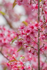 Beautiful Wild Himalayan Cherry Blossoms (Prunus cerasoides) in Thailand, Pink flowers of Sakura on the high mountains , selective focus
