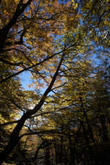 Obraz premium 【チリ】トーレス・デル・パイネ国立公園