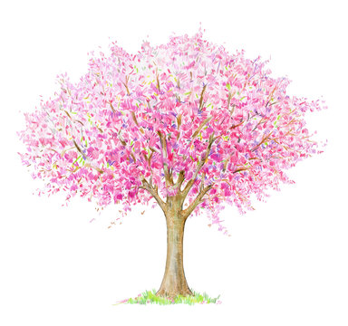 Spring blossoming  tree handdrawing isolated on white. Four seasons.  Tree  drawing one of four, spring.