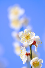 Japanese Apricot(Plum Blossom) full blooming with bright blue sky background closeup / macro shot 7 - Located in The Plum Grove of Minabe Wakayama Prefecture, is one of early Spring feature in Japan.