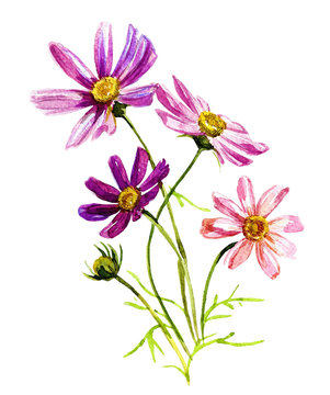Cosmos flowers in watercolor isolated on white background.